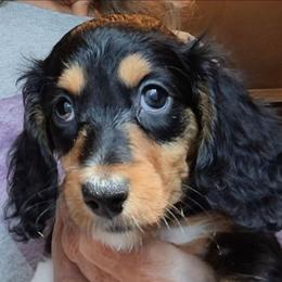 GG (AKC) - Piebald female Dachshund puppy in Bangs, Texas from Lickin'bach Miniature Dachshunds