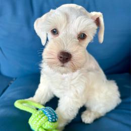Wilson - Wheaten male Miniature Schnauzer puppy in Canyon Lake, Texas from Chambers Schnauzers