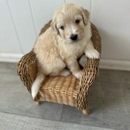 Boy 3 - male Golden Mountain Doodle puppy in Calhan, Colorado from Snowy Goldens LLC