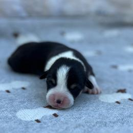 Basil - Black and tan male Pembroke Welsh Corgi puppy in Hope, Arkansas from Foxy Knoll Farm