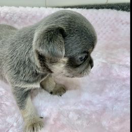 Chihuahua Puppies from Bijou Chihuahua’s