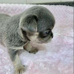 Chihuahua Puppies from Bijou Chihuahua’s