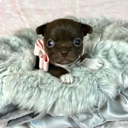 Astrid - Chocolate female Chihuahua puppy in Mesa, Arizona from Arizona Dream Chihuahuas