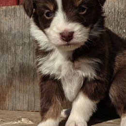 Australian Shepherd Puppies from Rockin' Aussies