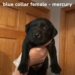 Girl 1 - Black female Labrador Retriever puppy in Sparta, Wisconsin from Valley Creek Dog Boarding and Training