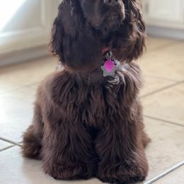 Cocker Spaniel All Grown Up from Once Upon a Time Cockers