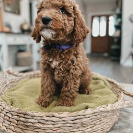 Bernedoodle, Goldendoodle, and Sheepadoodle Puppies from High Desert Doodles