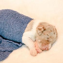 Cristiano Ronaldo (Portugal) - Merle male Labradoodle puppy in Kingston, Georgia from CC Familydoodles