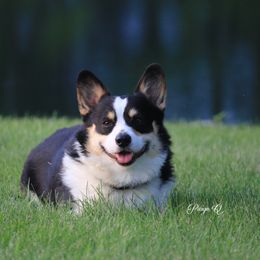 Austin - Pembroke Welsh Corgi