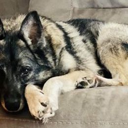 Norwegian Elkhounds from 5M KENNEL
