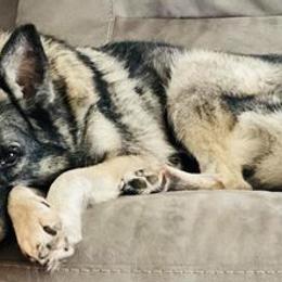 Norwegian Elkhounds from 5M KENNEL
