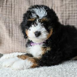 Hazel - Tri-color female Bernedoodle puppy in Ogden, Utah from Stanger Farms