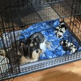 Biewer Terriers from ShadysAcre Biewers