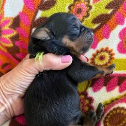 Rain - Black and mahogany female Rottweiler puppy in Crothersville, Indiana from The Solid Rock Kennel