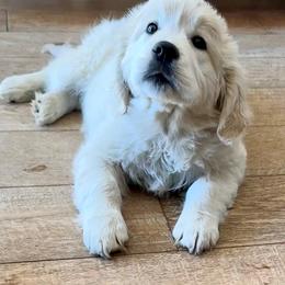 Golden Retriever Puppies from Robinsnest Goldens