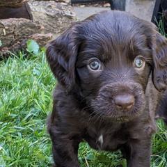 Boy 8 - Boykin Spaniel puppy in Madison, Wisconsin from Pyro Pups Kennel