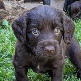 Boy 8 - Boykin Spaniel puppy in Madison, Wisconsin from Pyro Pups Kennel