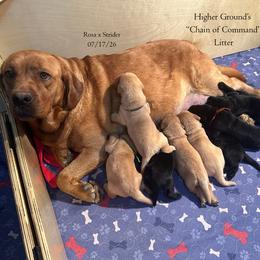 Private Purple - Black female Labrador Retriever puppy in Eaton Rapids, Michigan from Higher Ground Labradors