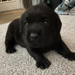 'Vibes' (Hot Pink collar) - Black female Labrador Retriever puppy in Grand Saline, Texas from Castle Hills Labradors
