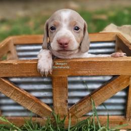 Dean Isabella pie male - Fawn (isabella) and tan male Dachshund puppy in Herald, California from Bluegum Dachshunds