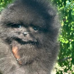 Leo - Black male Pomeranian puppy in Eagle Pass, Texas from Divine Poms