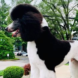 Poodles from SoulSister Standards