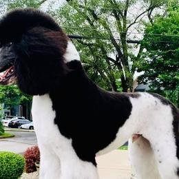 Poodles from SoulSister Standards