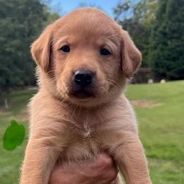 Green collar male - Yellow male Labrador Retriever puppy in Stokesdale, North Carolina from Belews Creek Gundogs