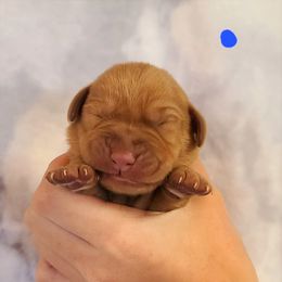 Labrador Retriever Puppies from Field and Family Labradors