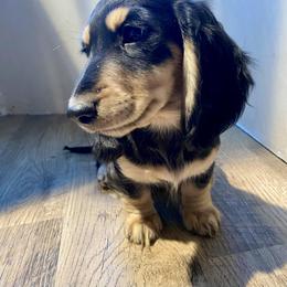 Dachshund Puppies from Down The Hill Potterdale