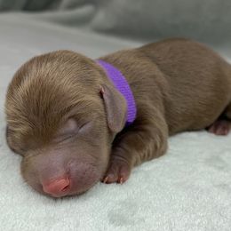 Female 4 - Chocolate female Dachshund puppy in Birmingham, Alabama from LongBottomDachshunds