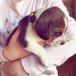 Beagle Puppies from HE Beagles