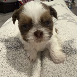 Angel (purple) - Liver and white female Shih Tzu puppy in Kaufman County, Texas from Rustic_Charm_by_Andye