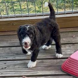 Dark green collar - Brown and white male Bernedoodle puppy in Marlow, Oklahoma from Crider’s Critters