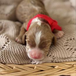 Winston - Red collar boy - Red  male Goldendoodle puppy in Ruthorfordton, North Carolina from Duncan Doodles Goldendoodles