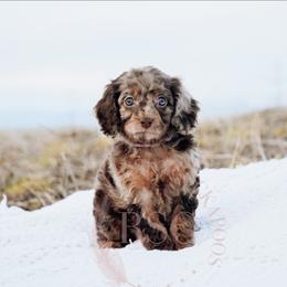 Lavender girl - Merle female Cockapoo puppy in Missoula, Montana from Big Sky Cockapoos