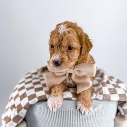 Socks - Apricot male Goldendoodle puppy in Jamestown, Kentucky from Milk & Honey Doodles