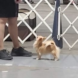 Peaches - Chihuahua