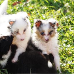 Rottweiler and Shetland Sheepdog Puppies from Mountain High Kennels