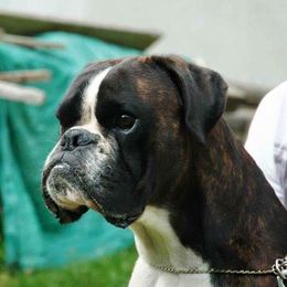 Wirri  - Boxer