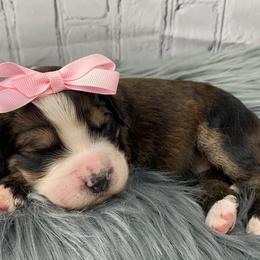 Assorted Doodle Crosses, Bernedoodle, and Goldendoodle Puppies from Central Florida Bernedoodles