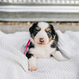 Jupiter - Black tri female Miniature Australian Shepherd puppy in Enoch, Utah from Twisted H Aussies