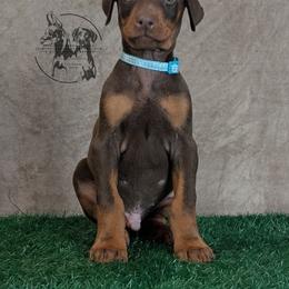 Male 2 - Light Blue Collar - Red and rust male Doberman Pinscher puppy in Spencer, Indiana from Jackson's Dobermans