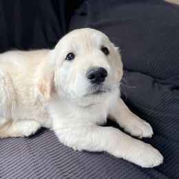 Golden Retriever Puppies from Evergreen Goldens