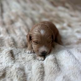 Pumpkin - Red  male Goldendoodle puppy in Jacksonville, Florida from Dandelion Doodles