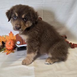 Boy 4 - Red tri-color male Australian Shepherd puppy in Lakeland, Florida from Diamond P Australian Shepherds