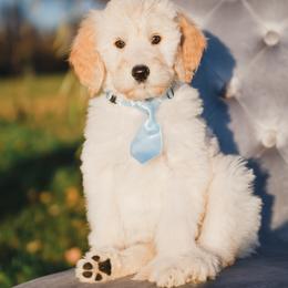 Bordoodle Puppies from 2J 2K Bordoodles LLC