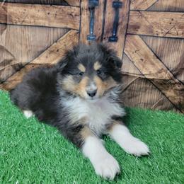 Cody - Black white and tan male Shetland Sheepdog puppy in Conway, Missouri from Brooks's little darlings