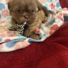 Shih Tzu Puppies from Liz Shih Tzu Cuties