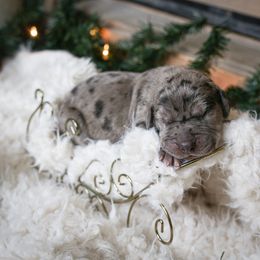 Great Dane Puppies from Pepper Mae Danes